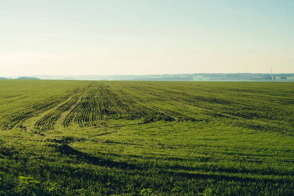 Campo Caricato Primavera Con Spazio Copia Sfondo Verde Ricco Campo — Foto Stock