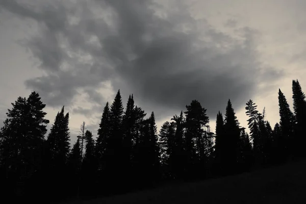 Dark Silhouettes High Pines Spruces Upwards Background Cloudy Sunset Sky — Stock Photo, Image