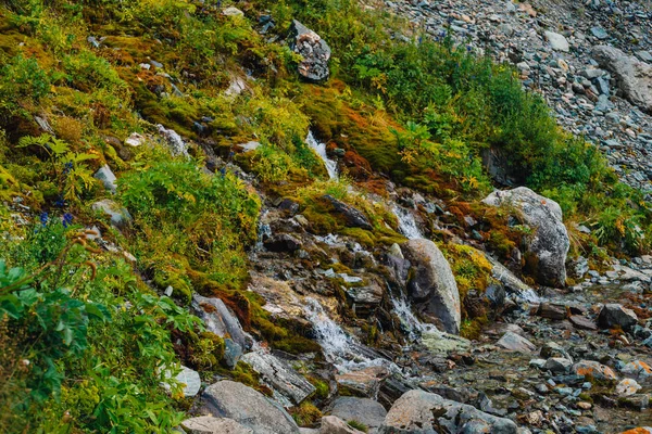 Rika Flora Höglandet Röda Och Gröna Mossor Färgglada Växter Lavar — Stockfoto