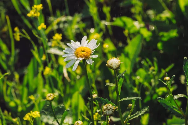 Manzanilla Las Lluvias Cerca Margarita Bajo Fuertes Lluvias Macro Marguerite — Foto de Stock