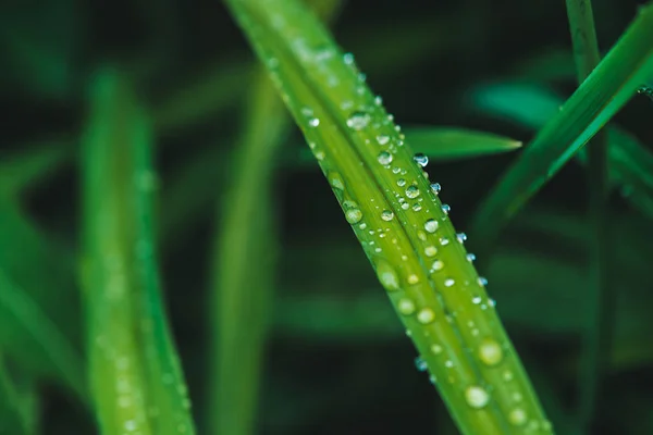 Hermosa Hierba Verde Brillante Viva Con Gotas Rocío Cerca Con — Foto de Stock