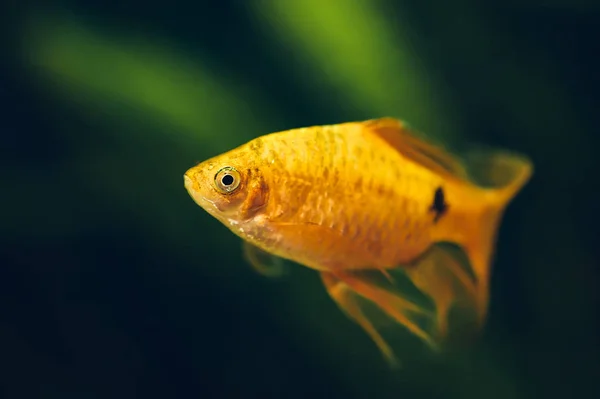 Der Barbus Schwimmt Heimischen Aquarium Aus Nächster Nähe Schöne Aquarium — Stockfoto