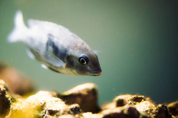 Sciaenochromis Fryeri Hal Kék Színű Fekete Foltok Lebeg Akváriumban Mbuna — Stock Fotó