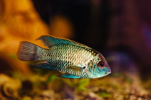 Nannacara Peces Azules Flotan Acuario Doméstico Cerca —  Fotos de Stock