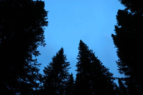 Dark Silhouettes High Pines Spruces Upwards Background Clear Dark Blue — Stock Photo, Image