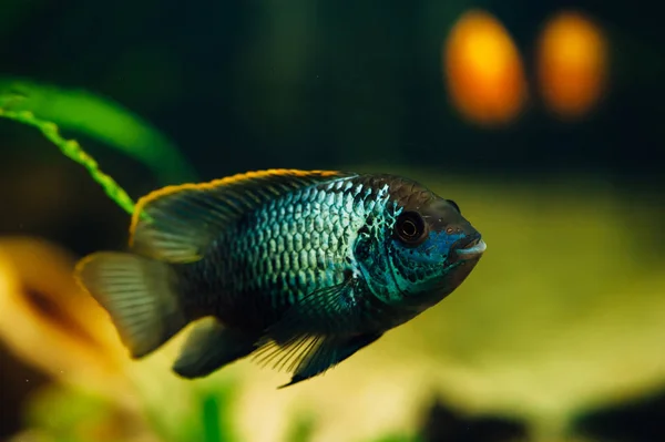Νανακάρα Ένα Ψάρι Μπλε Κίτρινο — Φωτογραφία Αρχείου