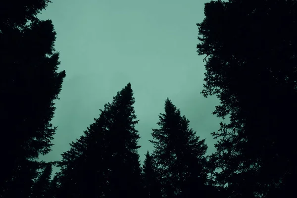 Dark Silhouettes High Pines Spruces Upwards Background Clear Gloomy Green — Stock Photo, Image