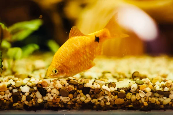 Барбус Плавает Домашнем Аквариуме Крупным Планом Красивая Аквариумная Золотая Рыбка — стоковое фото