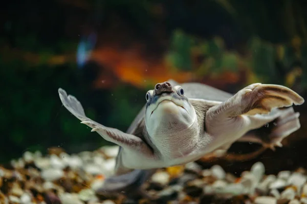 Carettochelys Insculpta Merry Turtle Swims Water Funny Animals — Stock Photo, Image