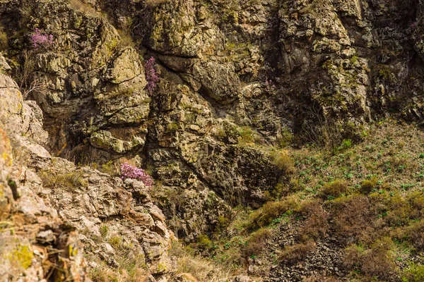 Hermoso Fondo Rocoso Gris Texturizado Con Árboles Verdes Flores Rosadas —  Fotos de Stock