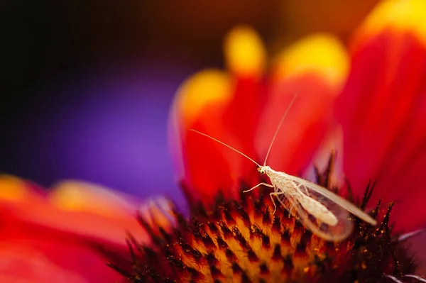 Increíble Insecto Volador Pequeño Con Alas Transparentes Largas Antenas Sobre —  Fotos de Stock