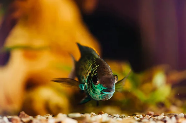 Неперевірена Блакитна Риба Плаває Будинку Акваріум Крупним Планом — стокове фото