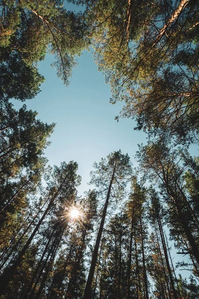 Straight trunks of tall pines under open sky. Crowns of giant coniferous trees on background of clear sky. Dark atmospheric conifer forest. Texture of pinery. Amazing nature landscape.