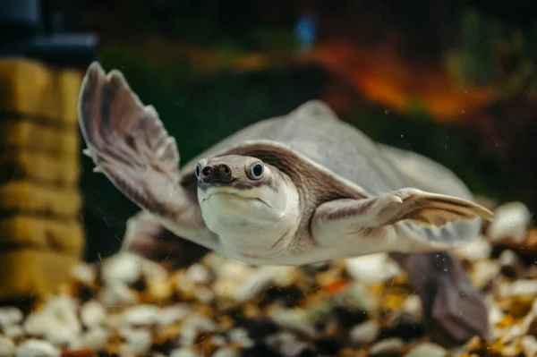 Pas Chelys Skulpturen Den Lystige Skildpadde Svømmer Vandet Sjove Dyr - Stock-foto