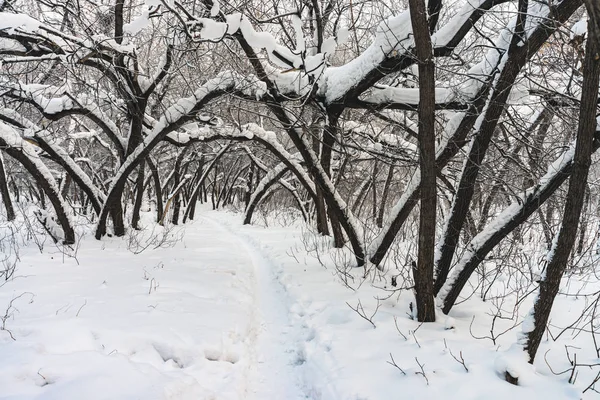 公园内树枝之间的雪隧道紧随其后 雪白的背景与小巷在树林 冬季树木在降雪时有霜冻的路径 雪落了 大气冬季景观 — 图库照片