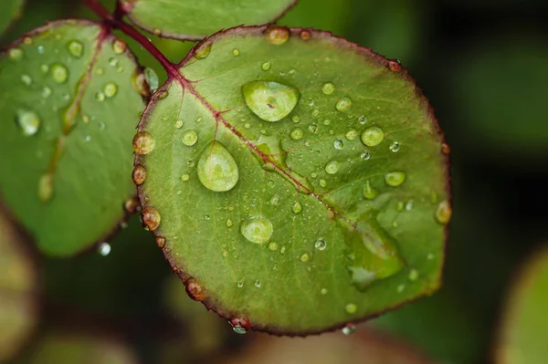 Rain Drops Green Rose Leaves Close Plants Garden — Stock Photo, Image