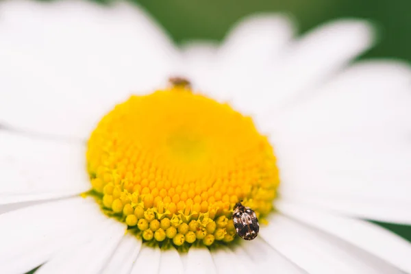 Small anther crawls on big daisy in macro. Spotted brown beetle on romantic flower with yellow pollen and long white petals close up. Leucanthemum vulgare. Large camomile on green with copy space.