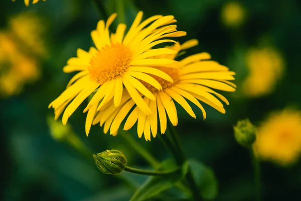 Dos Hermosos Árnica Crecen Contacto Cerca Flores Frescas Color Amarillo — Foto de Stock