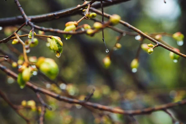 Gyönyörű Hársfa Ágak Virágzás Rügyek Közelről Eső Tavasszal Festői Ágak — Stock Fotó