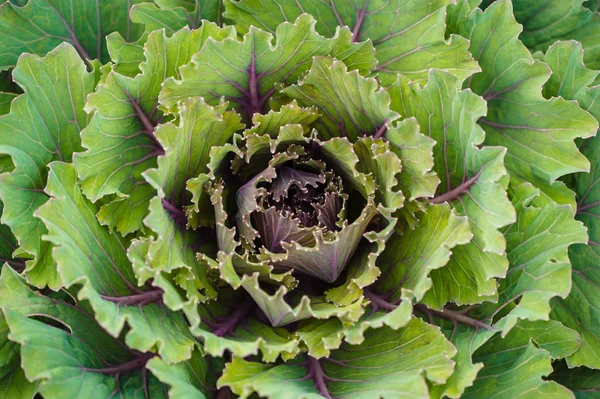 Leaves of cabbage top view close-up. Useful vegetables. Vegetarianism. Healthy lifestyle.