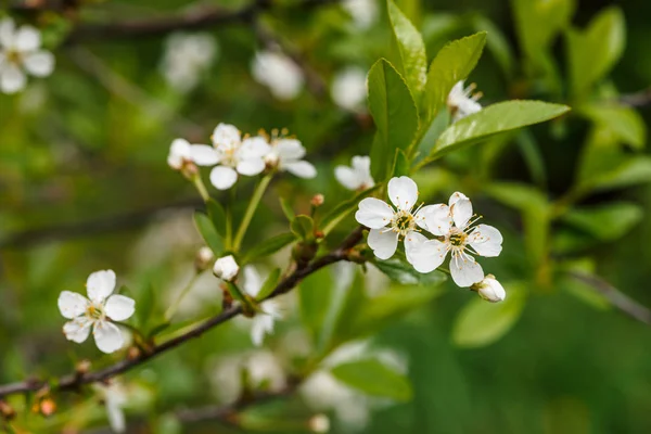 Bellissimi Fiori Albero Ceraso Primo Piano Sfondo Romantico Fiori Primaverili — Foto Stock