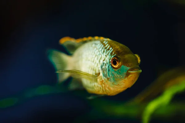 Nannacary Modrá Akvarijní Ryba Pozadí Mořských Řas — Stock fotografie