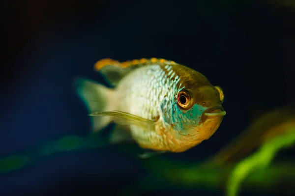 Nannacara Peixe Aquário Azul Contexto Algas Marinhas — Fotografia de Stock