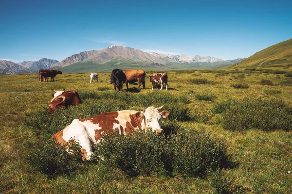 Коровы Пасутся Лугах Долине Против Прекрасных Гигантских Гор Солнечный День — стоковое фото