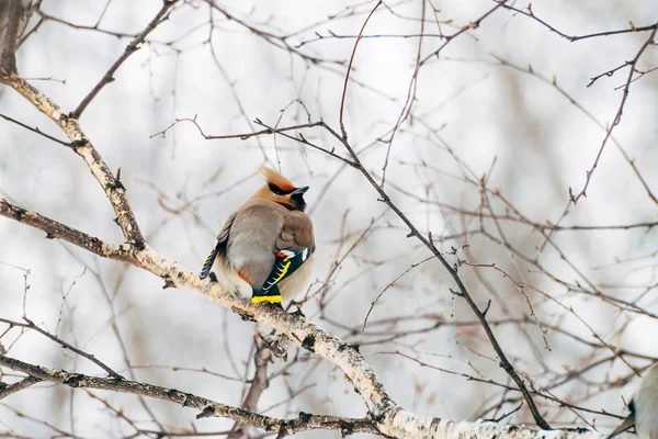 Güzel Balmumu Ağacın Brunch Oturur Renkli Göçmen Ötücü Kuş Gökyüzü — Stok fotoğraf