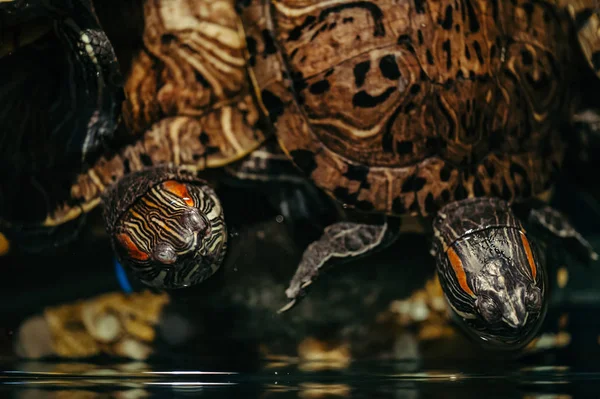 Kaplumbağa Bir Aile Akvaryumda Yüzer Trakemiler Scripta — Stok fotoğraf