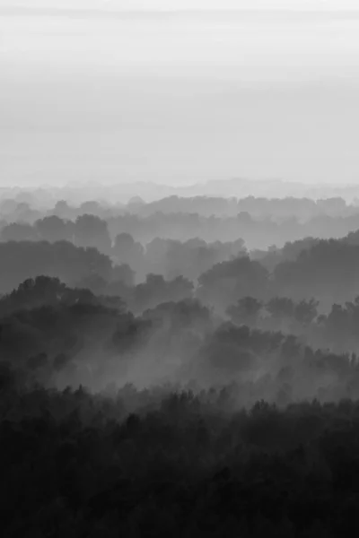 Mystical View Forest Haze Early Morning Eerie Mist Layers Trees — Stock Photo, Image