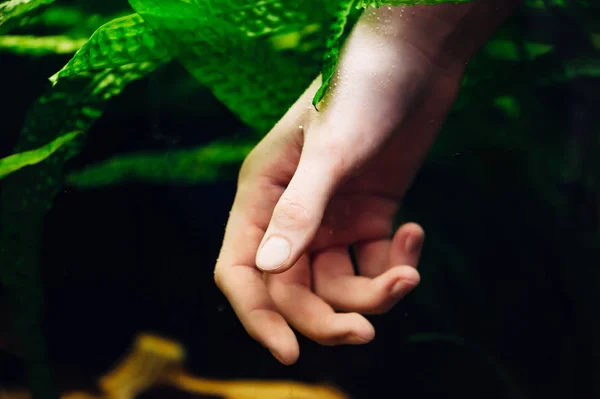 Female Hand Submerged Aquarium Seaweed — Stock Photo, Image