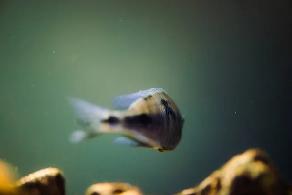 Sciaenochromis Fryeri Peixe Cor Azul Com Manchas Pretas Flutua Aquário — Fotografia de Stock