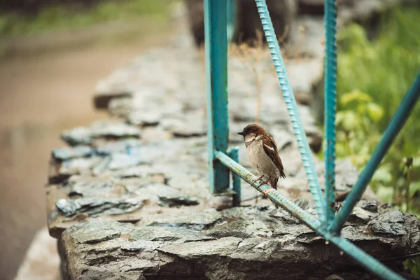 Small Young Wet Sparrow Sits Blue Fence Backyard Rainy Weather — Stock Photo, Image