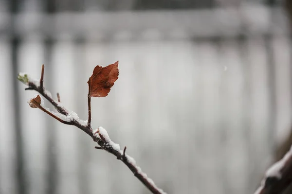 Один Красный Осенний Лист Ветке Покрытой Снегом — стоковое фото