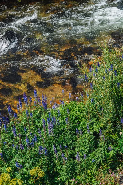 Grupo Hermosas Flores Púrpuras Alondra Cerca Montaña Arroyo Primer Plano —  Fotos de Stock