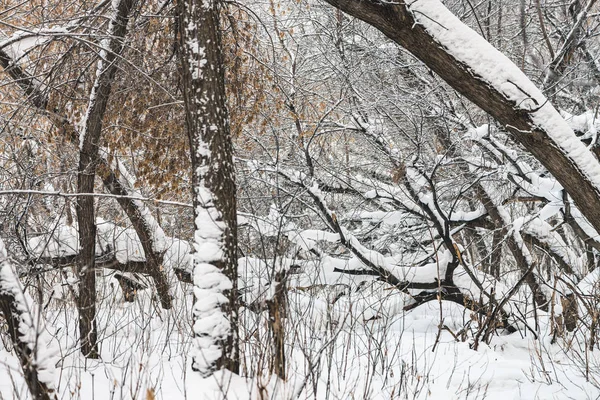 公园内树枝之间的雪道紧随其后 树林中的雪白背景 冬季树木在降雪时有霜 雪落了 大气森林景观 — 图库照片