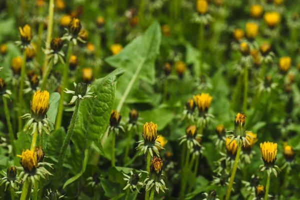 Gruppo Denti Leone Gialli Prato Verde Piccoli Bei Fiori Erba — Foto Stock