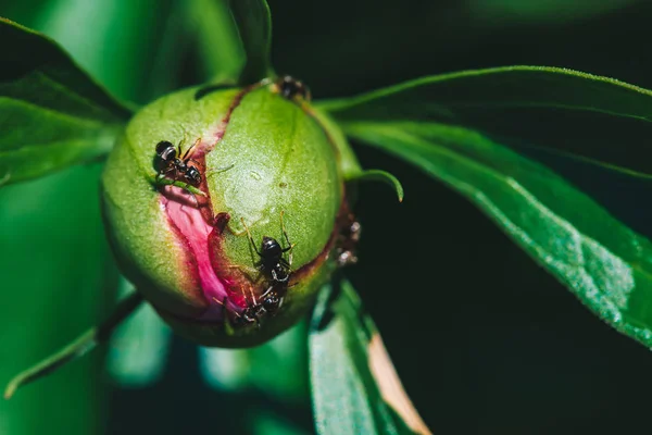 Small black ants creep on young peony bud in macro. Green pink unblown bud with long green leaves close-up. Amazing vivid scenic macro world. Insects on flower with copy space. Beautiful young peonies