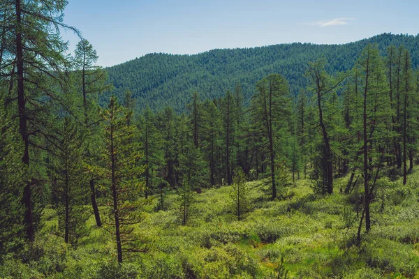 Coniferous Forest Highlands Larches Meadow Giant Mountain Forest Cover Conifer — Stock Photo, Image