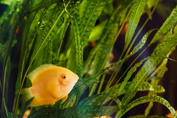 Heros Severus Schwimmt Heimischen Aquarium Inmitten Von Algen Ein Großer — Stockfoto