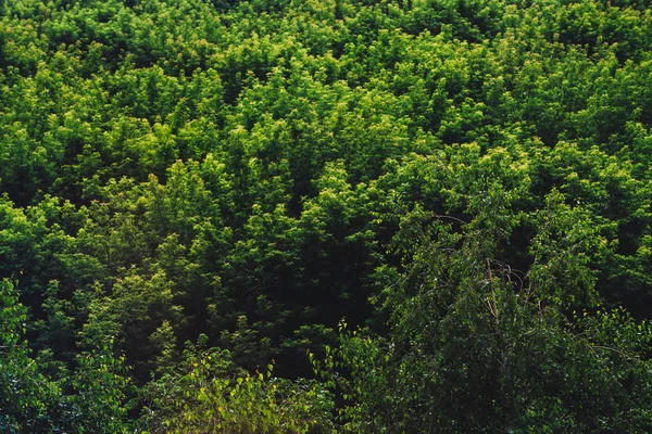 树梢的纹理自然背景 树叶的覆盖特写 在阳光明媚的日子里 树木的叶子的复古天然纹理 阳光下茂密的树叶 植被丰富的大气景观 — 图库照片