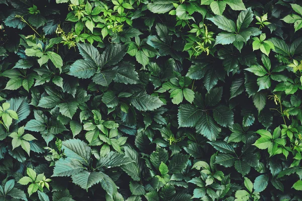 İlkbaharda büyük yeşil yaprakların çit. Parthenocissus henryana yeşil çit. Kız sıcağına üzümlerin doğal arka planı. Parthenocissus inserta çiçek dokusu. Zengin yeşillik. Botanik bahçesinde bitkiler.