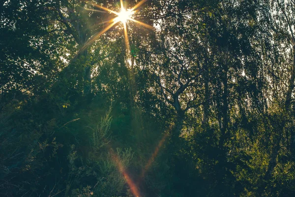 Soleil Brillant Brille Travers Les Branches Des Arbres Paysage Insolite — Photo