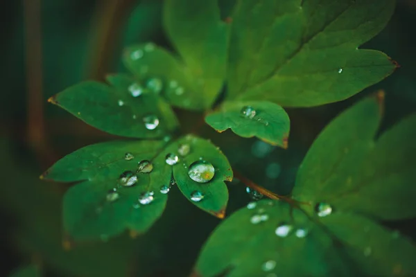 Foglie Verde Scuro Con Gocce Rugiada Primo Piano Con Spazio — Foto Stock