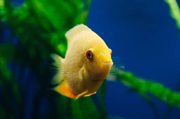 Герос Суворі Водорості Плавають Фоні Жовта Риба — стокове фото