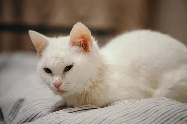 Gato Branco Está Cama — Fotografia de Stock