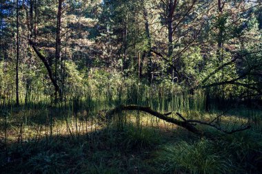 Karanlık kozalaklı ormanda kasvetli bir atmosfer. Yüksek köknar ve çam arka plan üzerinde kuru pürüz. Gölgede iğne yapraklı ağaçlar. Yeşil koyu tonlarda korku ürkütücü atmosferik manzara. Dallar arasında güneş ışığı.