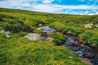 Güneşli bir günde yeşil vadide kaynak suyu akışı. Zengin yayla bitkisi. Dağ deresi yakınlarında inanılmaz dağlık bitki örtüsü. Harika cennet manzara. Paradisiacal güneşli pitoresk sahne.