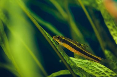 Siyam Tilkisi. Küçük bir akvaryum balığı yosunlar arasında yüzer.